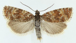  ( - MDH039320)  @11 [ ] CreativeCommons  Attribution (by) (2025) Daniel Handfield Unspecified