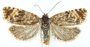  ( - MDH039322)  @11 [ ] CreativeCommons  Attribution (by) (2025) Daniel Handfield Unspecified