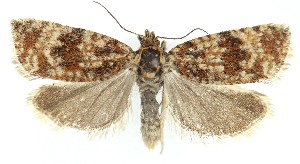  ( - MDH039328)  @11 [ ] CreativeCommons  Attribution (by) (2025) Daniel Handfield Unspecified