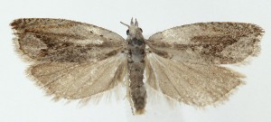  (Ancylis diminuatana - MDH039341)  @11 [ ] CreativeCommons  Attribution (by) (2025) Daniel Handfield Unspecified