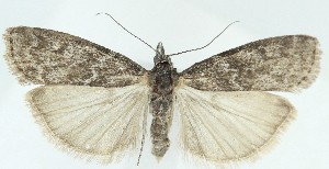  ( - MDH039376)  @11 [ ] CreativeCommons  Attribution (by) (2025) Daniel Handfield Unspecified