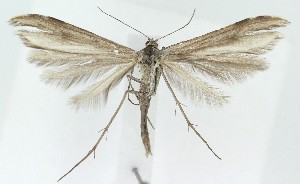  ( - MDH039383)  @11 [ ] CreativeCommons  Attribution (by) (2025) Daniel Handfield Unspecified