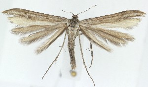  ( - MDH039384)  @11 [ ] CreativeCommons  Attribution (by) (2025) Daniel Handfield Unspecified