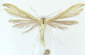  ( - MDH039385)  @11 [ ] CreativeCommons  Attribution (by) (2025) Daniel Handfield Unspecified