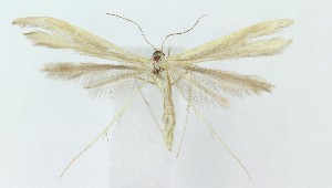  ( - MDH039386)  @11 [ ] CreativeCommons  Attribution (by) (2025) Daniel Handfield Unspecified