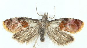  ( - MDH039463)  @11 [ ] CreativeCommons  Attribution (by) (2025) Daniel Handfield Unspecified