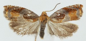  ( - MDH039465)  @11 [ ] CreativeCommons  Attribution (by) (2025) Daniel Handfield Unspecified