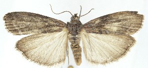  ( - MDH039481)  @11 [ ] CreativeCommons  Attribution (by) (2025) Daniel Handfield Unspecified