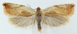  ( - MDH039494)  @11 [ ] CreativeCommons  Attribution (by) (2025) Daniel Handfield Unspecified