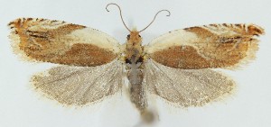  ( - MDH039502)  @11 [ ] CreativeCommons  Attribution (by) (2025) Daniel Handfield Unspecified