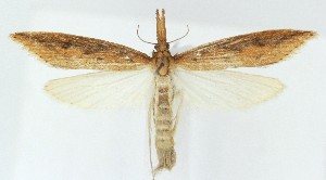  (Donacaula dispersellus - MDH039580)  @11 [ ] CreativeCommons  Attribution (by) (2025) Daniel Handfield Unspecified