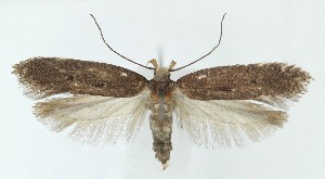  ( - MDH039585)  @11 [ ] CreativeCommons  Attribution (by) (2025) Daniel Handfield Unspecified