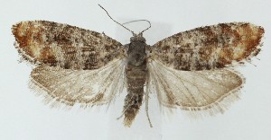  ( - MDH039655)  @11 [ ] CreativeCommons  Attribution (by) (2025) Daniel Handfield Unspecified