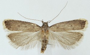  ( - MDH039678)  @11 [ ] CreativeCommons  Attribution (by) (2025) Daniel Handfield Unspecified