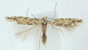  (Phyllonorycter apparellus - MDH039713)  @11 [ ] CreativeCommons  Attribution (by) (2025) Daniel Handfield Unspecified