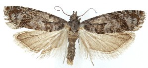  ( - MDH039733)  @11 [ ] Unspecified (default): All Rights Reserved (2025) Daniel Handfield CreativeCommons  Attribution (by)