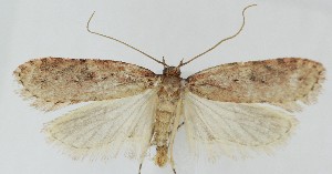  ( - MDH039735)  @11 [ ] CreativeCommons  Attribution (by) (2025) Daniel Handfield Unspecified