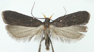  ( - MDH039814)  @11 [ ] CreativeCommons  Attribution (by) (2025) Daniel Handfield Unspecified