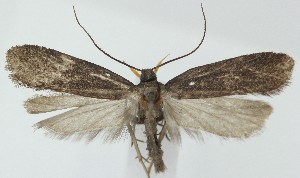  ( - MDH039815)  @11 [ ] CreativeCommons  Attribution (by) (2025) Daniel Handfield Unspecified