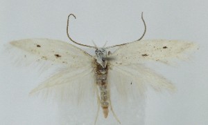  ( - MDH039826)  @11 [ ] CreativeCommons  Attribution (by) (2025) Daniel Handfield Unspecified