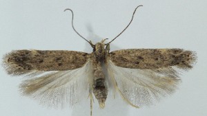  ( - MDH039837)  @11 [ ] CreativeCommons  Attribution (by) (2025) Daniel Handfield Unspecified