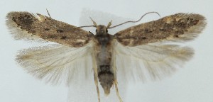  ( - MDH039840)  @11 [ ] CreativeCommons  Attribution (by) (2025) Daniel Handfield Unspecified