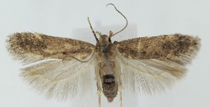  ( - MDH039853)  @11 [ ] CreativeCommons  Attribution (by) (2025) Daniel Handfield Unspecified