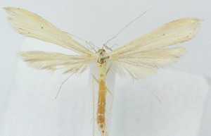  ( - MDH039855)  @11 [ ] Unspecified (default): All Rights Reserved (2025) Daniel Handfield CreativeCommons  Attribution (by)