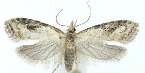  ( - MDH039877)  @11 [ ] Unspecified (default): All Rights Reserved (2025) Daniel Handfield CreativeCommons  Attribution (by)