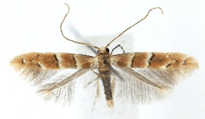  ( - MDH039912)  @11 [ ] CreativeCommons  Attribution (by) (2025) Daniel Handfield Unspecified