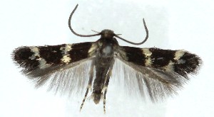  ( - MDH039913)  @11 [ ] CreativeCommons  Attribution (by) (2025) Daniel Handfield Unspecified