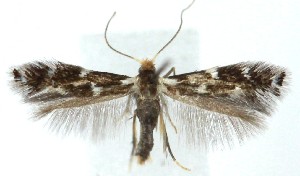  ( - MDH039914)  @11 [ ] CreativeCommons  Attribution (by) (2025) Daniel Handfield Unspecified