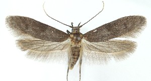  (Asaphocrita estriatella - MDH039961)  @11 [ ] Unspecified (default): All Rights Reserved (2025) Daniel Handfield CreativeCommons  Attribution (by)