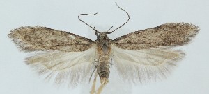  ( - MDH039972)  @11 [ ] CreativeCommons  Attribution (by) (2025) Daniel Handfield Unspecified