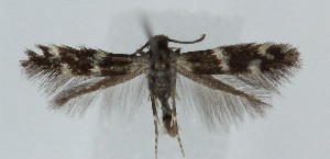  ( - MDH039979)  @11 [ ] CreativeCommons  Attribution (by) (2025) Daniel Handfield Unspecified