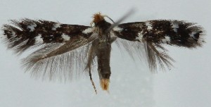  ( - MDH039980)  @11 [ ] CreativeCommons  Attribution (by) (2025) Daniel Handfield Unspecified