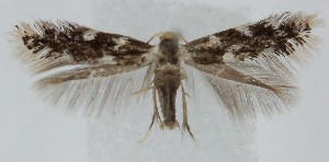  ( - MDH039981)  @11 [ ] CreativeCommons  Attribution (by) (2025) Daniel Handfield Unspecified