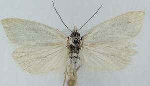  ( - MDH039999)  @11 [ ] CreativeCommons  Attribution (by) (2025) Daniel Handfield Unspecified