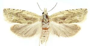  ( - MDH040003)  @11 [ ] CreativeCommons  Attribution (by) (2025) Daniel Handfield Unspecified