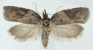  (Acleris viburnana - MDH040014)  @11 [ ] CreativeCommons  Attribution (by) (2025) Daniel Handfield Unspecified