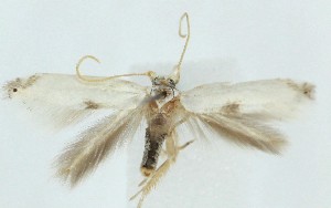  ( - MDH040017)  @11 [ ] CreativeCommons  Attribution (by) (2025) Daniel Handfield Unspecified