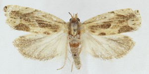  ( - MDH040020)  @11 [ ] CreativeCommons  Attribution (by) (2025) Daniel Handfield Unspecified