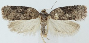  ( - MDH040137)  @11 [ ] CreativeCommons  Attribution (by) (2025) Daniel Handfield Unspecified