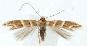  ( - MDH040259)  @11 [ ] CreativeCommons  Attribution (by) (2025) Daniel Handfield Unspecified