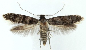  ( - MDH040330)  @11 [ ] CreativeCommons  Attribution (by) (2025) Daniel Handfield Unspecified