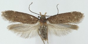  ( - MDH040331)  @11 [ ] CreativeCommons  Attribution (by) (2025) Daniel Handfield Unspecified