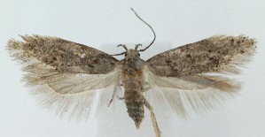  ( - MDH040341)  @11 [ ] CreativeCommons  Attribution (by) (2025) Daniel Handfield Unspecified