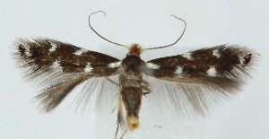  ( - MDH040371)  @11 [ ] CreativeCommons  Attribution (by) (2025) Daniel Handfield Unspecified