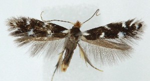  ( - MDH040372)  @11 [ ] CreativeCommons  Attribution (by) (2025) Daniel Handfield Unspecified