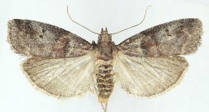  ( - MDH040473)  @11 [ ] CreativeCommons  Attribution (by) (2025) Daniel Handfield Unspecified